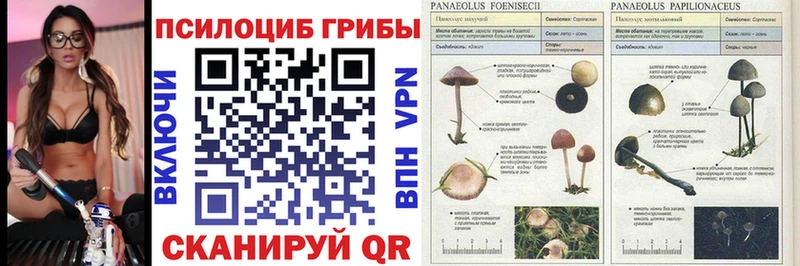 Псилоцибиновые грибы Cubensis  Купить где  Суоярви 